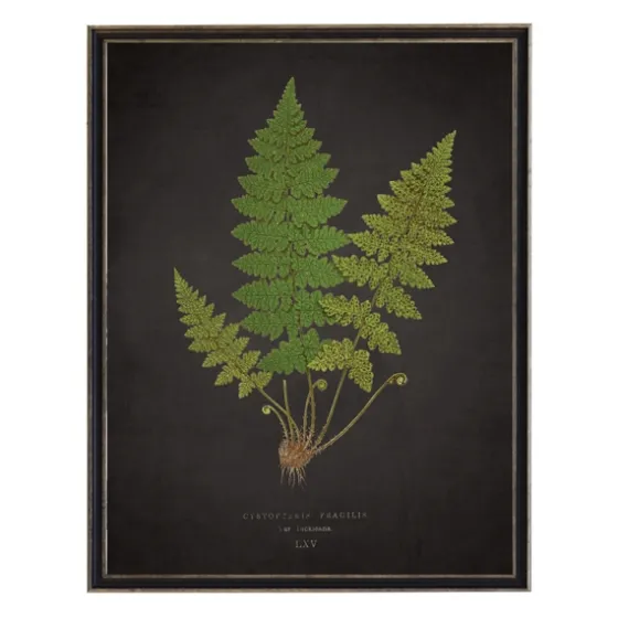 Black Fern Vi Framed Art Print-Kirkland's Home Store