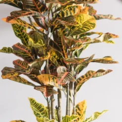 Colorful Croton Tree In Black Planter, 5 Ft.-Kirkland's Home Flash Sale