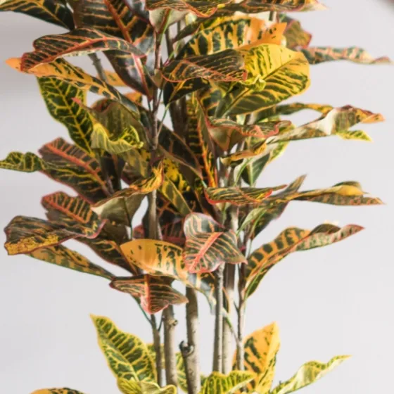 Colorful Croton Tree In Black Planter, 7 Ft.-Kirkland's Home Outlet