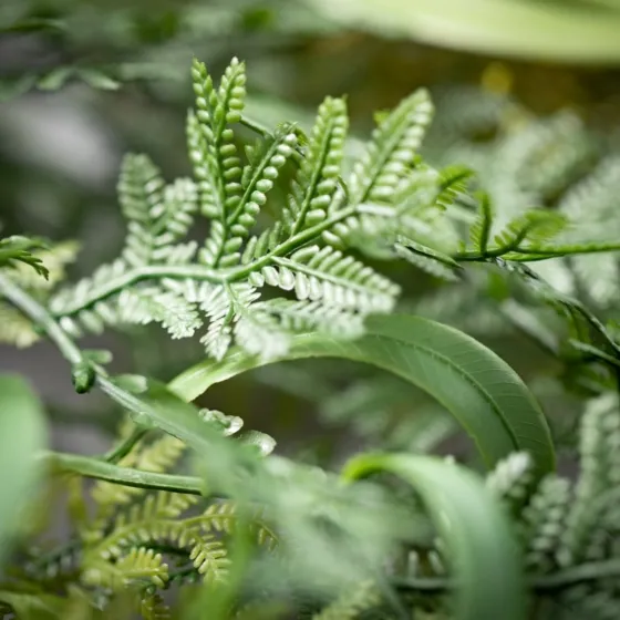 Draping Fern Wreath, 27 In.-Kirkland's Home Store