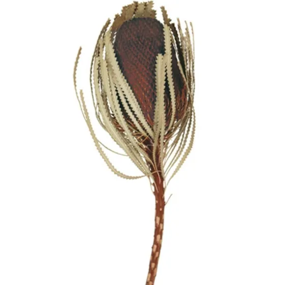 Dried Jumbo Banksia Stems, Set Of 3-Kirkland's Home Hot
