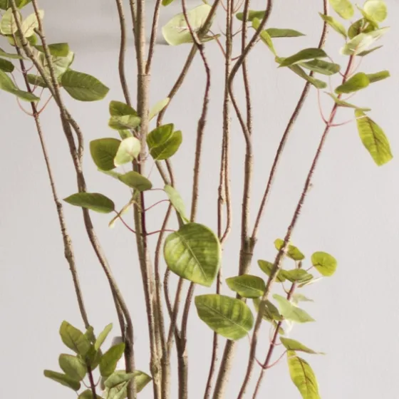 Green Potted Cotinus Coggygria Tree, 6 Ft.-Kirkland's Home Cheap