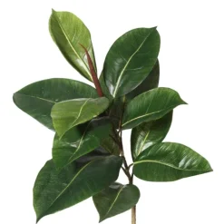 Green Rubber Tree, 6 Ft.-Kirkland's Home Cheap