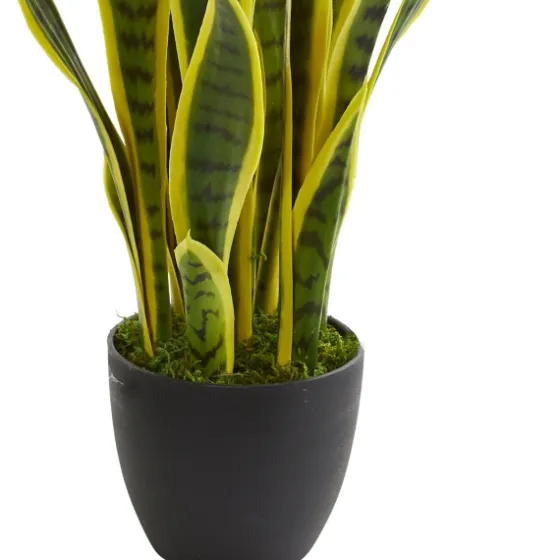 Modern Potted Laurentii Snake Plant-Kirkland's Home Fashion