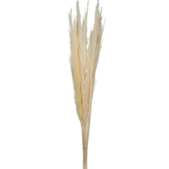 Natural Bleached Pampas Grass Stems, Set Of 6-Kirkland's Home Best Sale