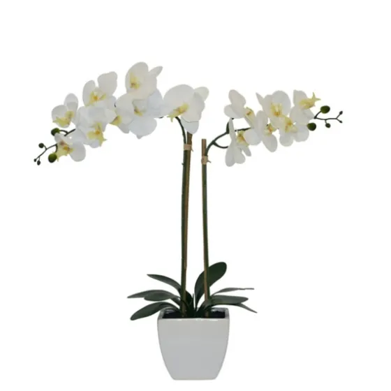 Orchid Arrangement In Pot-Kirkland's Home Online