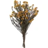 Preserved Aspen Rice Flower Bundle-Kirkland's Home Best