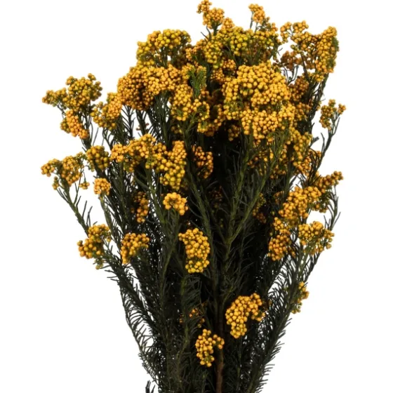 Preserved Aspen Rice Flower Bundle-Kirkland's Home Best