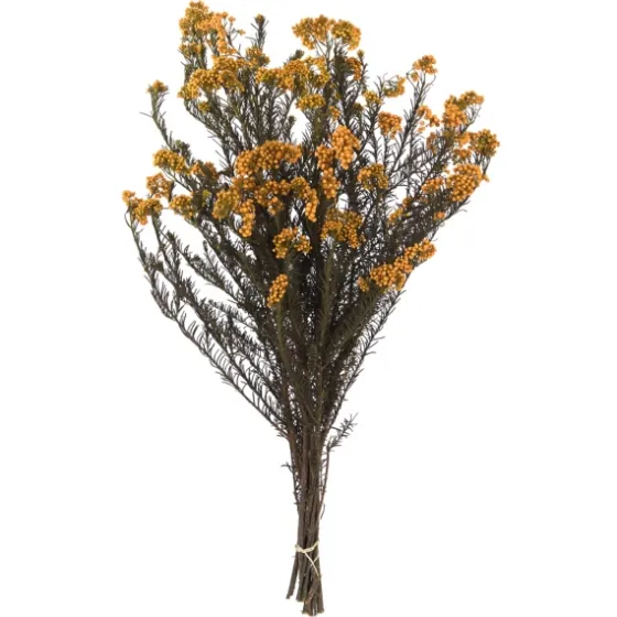 Preserved Autumn Rice Flower Bundle-Kirkland's Home Outlet