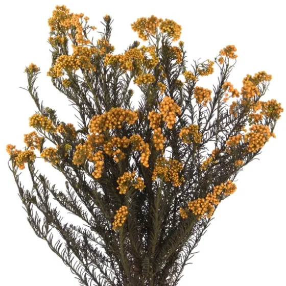 Preserved Autumn Rice Flower Bundle-Kirkland's Home Outlet