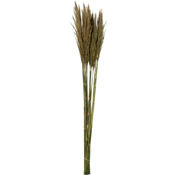 Preserved Plume Reed Bundles, Set Of 2-Kirkland's Home Sale
