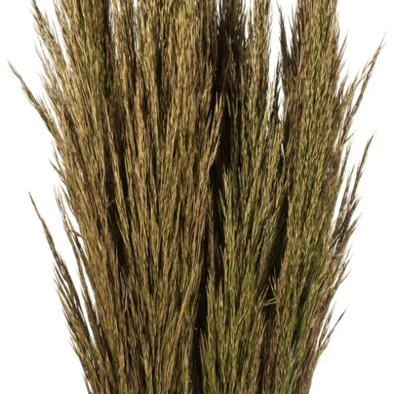 Preserved Plume Reed Bundles, Set Of 2-Kirkland's Home Sale