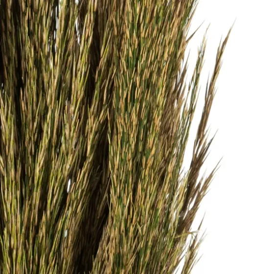 Preserved Plume Reed Bundles, Set Of 2-Kirkland's Home Sale