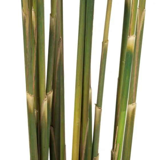 Preserved Plume Reed Bundles, Set Of 2-Kirkland's Home Sale