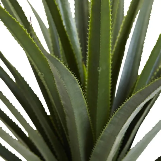 Spiked Agave Plant In Nursery Planter-Kirkland's Home Outlet