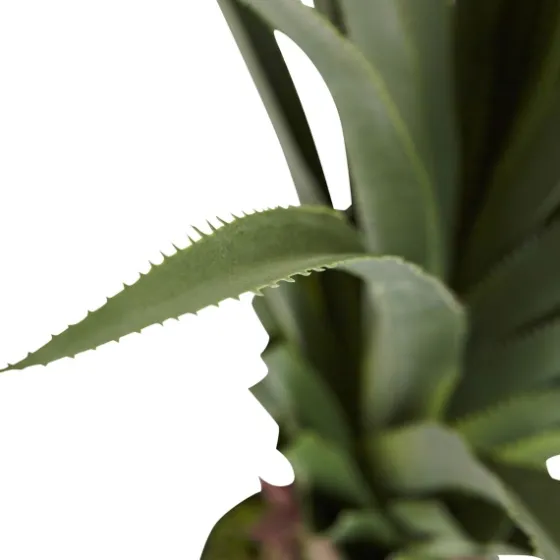 Spiked Agave Plant In Nursery Planter-Kirkland's Home Outlet