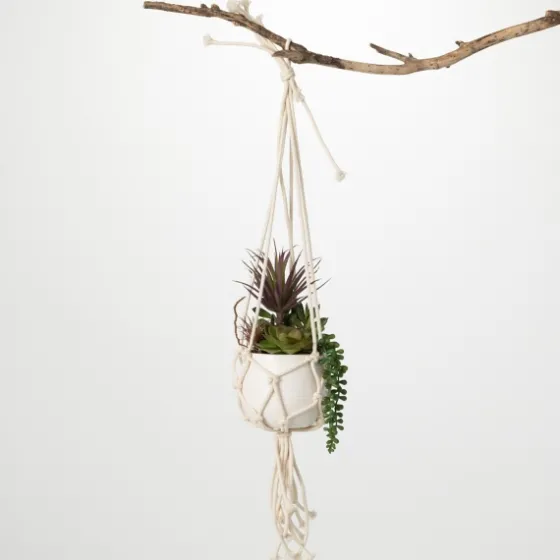 Succulents In Hanging Macrame Planter-Kirkland's Home Online