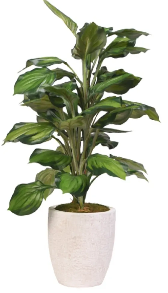 Variegated Hosta Plant In Textured Planter-Kirkland's Home Discount