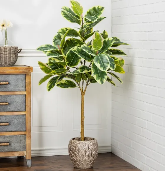 Variegated Rubber Tree In Black Pot, 4 Ft.-Kirkland's Home Shop