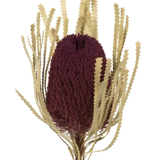 Violet Dried Jumbo Banksia Stems, Set Of 3-Kirkland's Home Best Sale