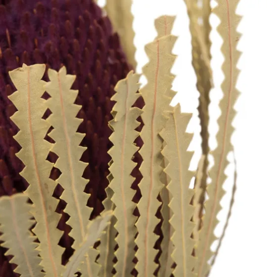 Violet Dried Jumbo Banksia Stems, Set Of 3-Kirkland's Home Best Sale
